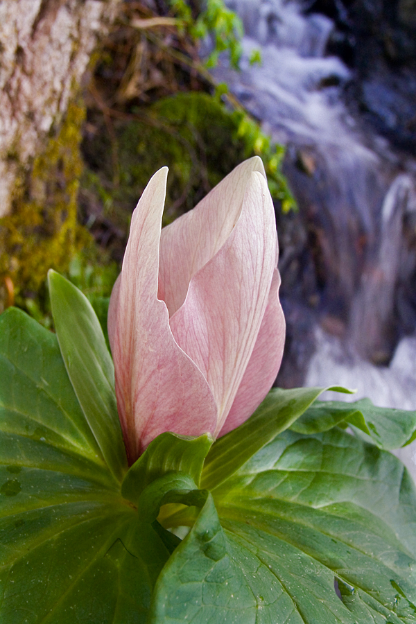 Giant white trillium